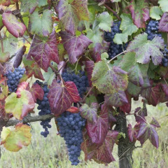 Отель Quinta de Santa Júlia Португалия, Пезу-да-Регуа - отзывы, цены и фото номеров - забронировать отель Quinta de Santa Júlia онлайн фото 4