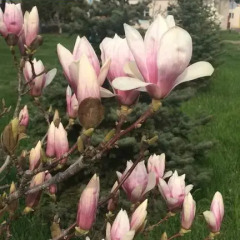 Мини-отель Крафт