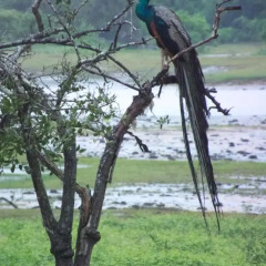 Отель Heina Nature Resort & Yala Safari 2* Шале с различными типами кроватей фото 3
