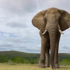 Отель Addo Elephant Lodge & Safaris фото 4
