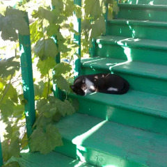 Отель Хостел Green Stairs Грузия, Тбилиси - 14 отзывов об отеле, цены и фото номеров - забронировать отель Хостел Green Stairs онлайн