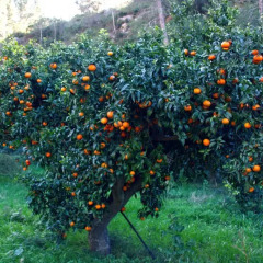 Отель Hort De Mao Капканес фото 4