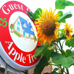 Отель Apple Tree Guest house питание фото 2