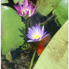 Отель Lea s Garden фото 28