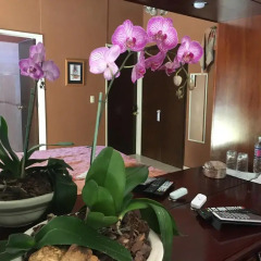 Отель Dickinson Guest House 3* Стандартный номер с различными типами кроватей фото 5