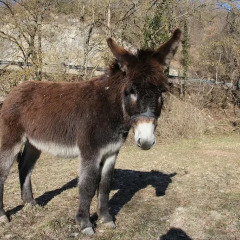 Отель Lamolamaringalli Италия, Каша - отзывы, цены и фото номеров - забронировать отель Lamolamaringalli онлайн с домашними животными
