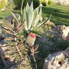 Отель Dort Mevsim Alacati Чешме