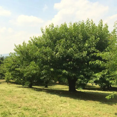 Отель Agriturismo Al Colle Del Ciliegio Италия, Региональный парк Colli Euganei - отзывы, цены и фото номеров - забронировать отель Agriturismo Al Colle Del Ciliegio онлайн фото 14