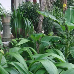 Отель Maratree Шри-Ланка, Бентота - отзывы, цены и фото номеров - забронировать отель Maratree онлайн фото 6