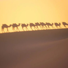 Отель Merzouga Desert Марокко, Мерзуга - отзывы, цены и фото номеров - забронировать отель Merzouga Desert онлайн фитнесс-зал