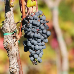 Отель Fattoria Voltrona Италия, Сан-Джиминьяно - отзывы, цены и фото номеров - забронировать отель Fattoria Voltrona онлайн фото 12