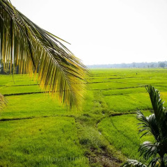 Отель Heaven Upon Rice Fields Шри-Ланка, Анурадхапура - отзывы, цены и фото номеров - забронировать отель Heaven Upon Rice Fields онлайн фото 4