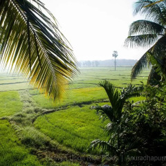 Отель Heaven Upon Rice Fields Шри-Ланка, Анурадхапура - отзывы, цены и фото номеров - забронировать отель Heaven Upon Rice Fields онлайн пляж фото 2