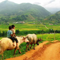 Отель Hoang Kim Homestay Шапа спортивное сооружение