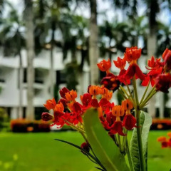 Отель Lanka Princess All Inclusive Hotel Шри-Ланка, Берувела - отзывы, цены и фото номеров - забронировать отель Lanka Princess All Inclusive Hotel онлайн фото 4