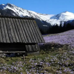 Hotel Górski Kalatówki Закопане