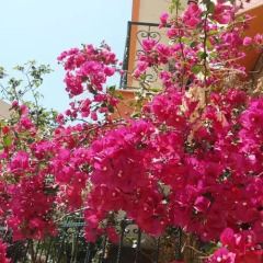 Hotel Olympos фото 9