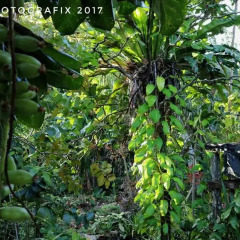 Ravihina Home Stay in Munda, Solomon Islands from 385$, photos, reviews - zenhotels.com photo 6