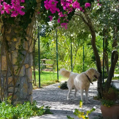 Отель Olive Farm Of Datca Guesthouse - Adults Only Датча с домашними животными