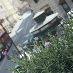 Отель Corso Vittorio 308 фото 2