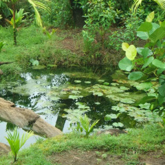 Отель Nature Village Matugama