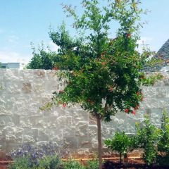 Отель Il Trullo Del Viaggiatore Альберобелло фото 2