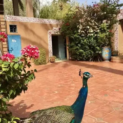 Отель Chez Ali Марокко, Загора - отзывы, цены и фото номеров - забронировать отель Chez Ali онлайн фото 17
