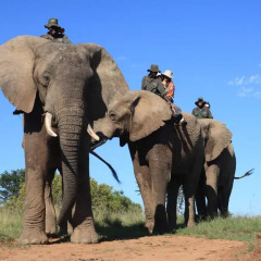Отель Addo Elephant Back Safaris and Lodge Южная Африка, Аддо - отзывы, цены и фото номеров - забронировать отель Addo Elephant Back Safaris and Lodge онлайн приотельная территория