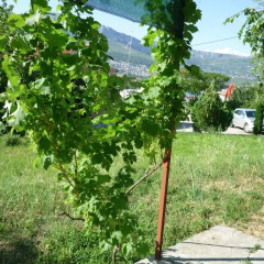 Апартаменты Nature Apartment in Split фото 4