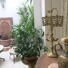 Отель Hostal Fenix Испания, Херес-де-ла-Фронтера - отзывы, цены и фото номеров - забронировать отель Hostal Fenix онлайн фото 3