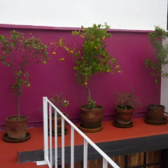 Апартаменты Sunflower Apartment near Coyoacan District Студия фото 3