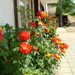 Отель Guest House Dangulevi Чепеларе