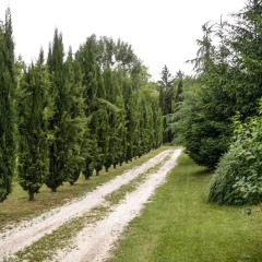 Отель Villa Isabella Италия, Гроттаферрата - отзывы, цены и фото номеров - забронировать отель Villa Isabella онлайн приотельная территория
