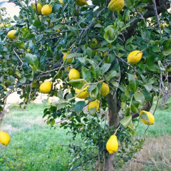 Отель Hort De Mao Капканес фото 5