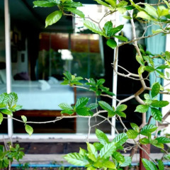 Отель Feung Nakorn Balcony Rooms and Cafe фото 7