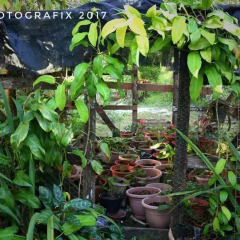 Ravihina Home Stay in Munda, Solomon Islands from 385$, photos, reviews - zenhotels.com