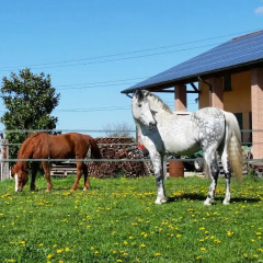 Отель Agriturismo Santa Barbara Италия, Мира - отзывы, цены и фото номеров - забронировать отель Agriturismo Santa Barbara онлайн с домашними животными