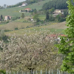Отель Azienda Agrituristica Costa dei Tigli Костиглиоле-д'Асти фото 4