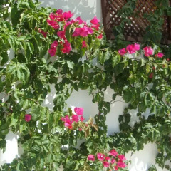 Asmin Hotel Bodrum фото 4
