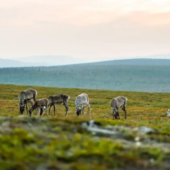 Отель Kakslauttanen Arctic Resort - Igloos and Chalets пляж