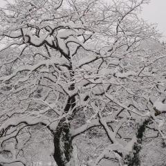 Отель Ryokan Ichinoi Минамиогуни фото 6