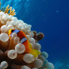 Отель Gusto Tropical Dependance Доминикана, Бока Чика - отзывы, цены и фото номеров - забронировать отель Gusto Tropical Dependance онлайн