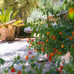 Отель B&B Pepito Пьяцца-Армерина
