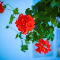Отель Nuwara Eliya Rosedale Bunglow фото 6