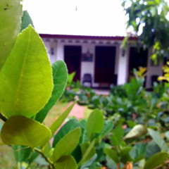 Sylvester Villa Hostel Negombo Номер категории Эконом с различными типами кроватей фото 14