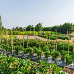 Отель La Posa degli Agri Италия, Лимена - отзывы, цены и фото номеров - забронировать отель La Posa degli Agri онлайн приотельная территория фото 2