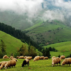 Отель Homestay Süllü Dağ Evi Гиресун фото 4