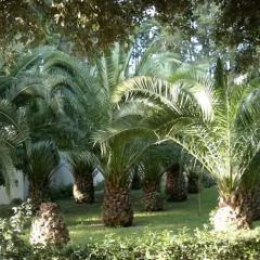 Отель Villa Berghella фото 6