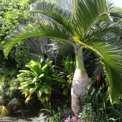 Отель Hitimoana Villa Tahiti Французская Полинезия, Папеэте - отзывы, цены и фото номеров - забронировать отель Hitimoana Villa Tahiti онлайн фото 2
