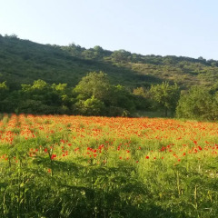 Гостиница Pid Zelyonym Dakhom Country House фото 4